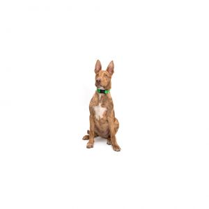 Connor Mixed Breed Dog
