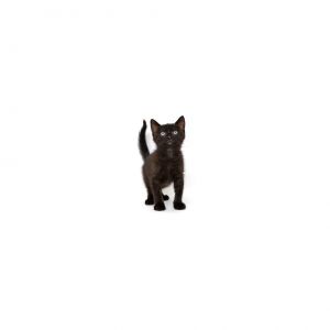 Surfer Domestic Short Hair Cat
