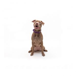 Tigerlily Mixed Breed Dog