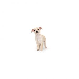 Paris Mixed Breed Dog