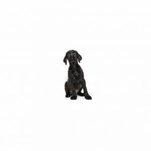 James Dean Mixed Breed Dog