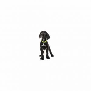 Sylvester Stallone is a young little boy who is ready for a family of their own All puppies have be