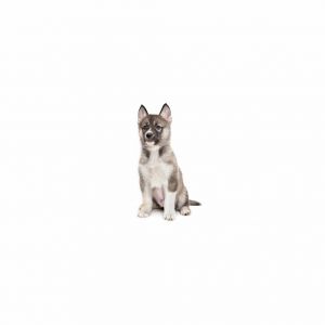 Merryweather is a young little girl who is ready for a family of their own All puppies have been sp