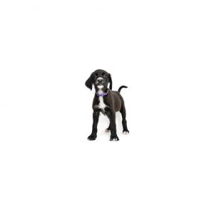 Marilyn Monroe is a young little girl who is ready for a family of their own All puppies have been