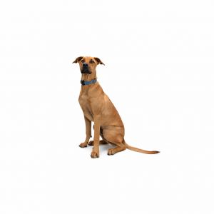 Meet Manny A handsome and sweet young dog that is seeking his forever home He is an easy-going gen