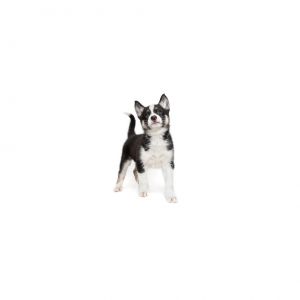 Fauna is a young little girl who is ready for a family of their own All puppies have been spayedne