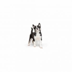 Fauna is a young little girl who is ready for a family of their own All puppies have been spayedne