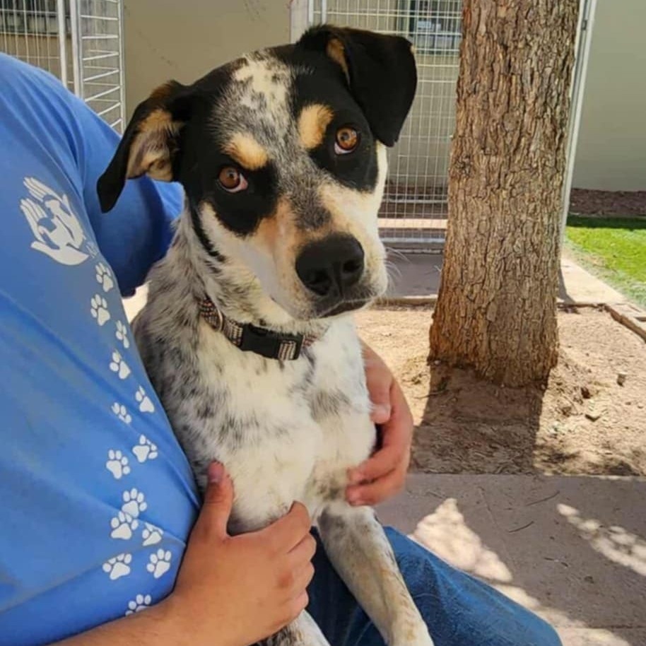 Dudley - PAWS, an adoptable Cattle Dog, Hound in Las Cruces, NM, 88001 | Photo Image 1