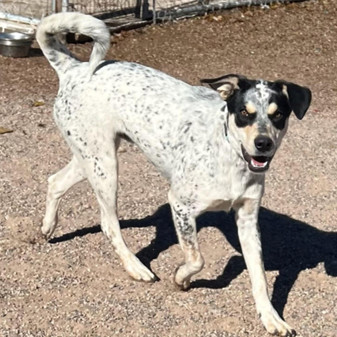 Dudley - PAWS, an adoptable Cattle Dog, Hound in Las Cruces, NM, 88001 | Photo Image 2