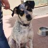 Dudley - PAWS photo 3
