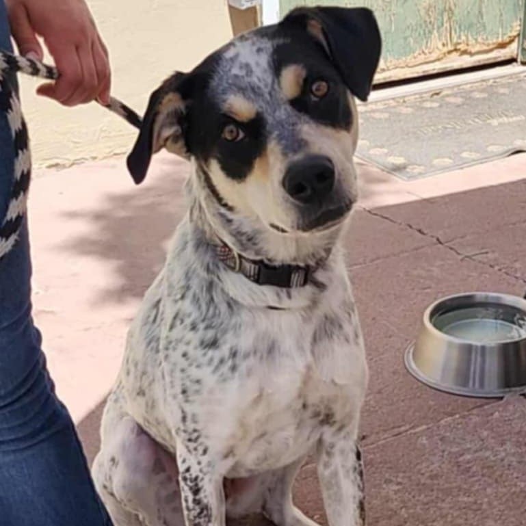 Dudley - PAWS, an adoptable Cattle Dog, Hound in Las Cruces, NM, 88001 | Photo Image 3