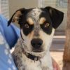 Dudley - PAWS photo 4