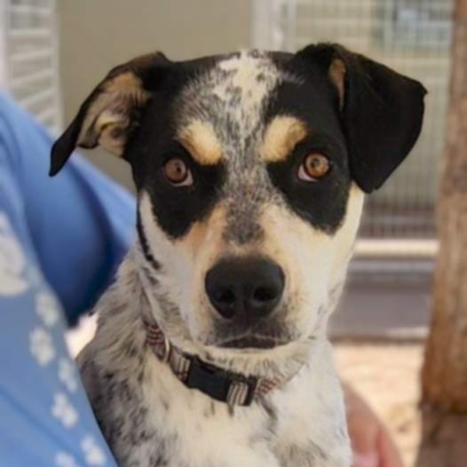 Dudley - PAWS, an adoptable Cattle Dog, Hound in Las Cruces, NM, 88001 | Photo Image 4