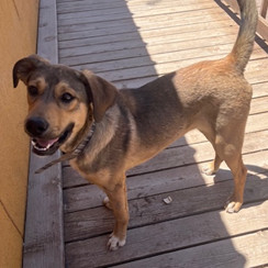 Toby - PAWS, an adoptable Mixed Breed in Las Cruces, NM, 88001 | Photo Image 1