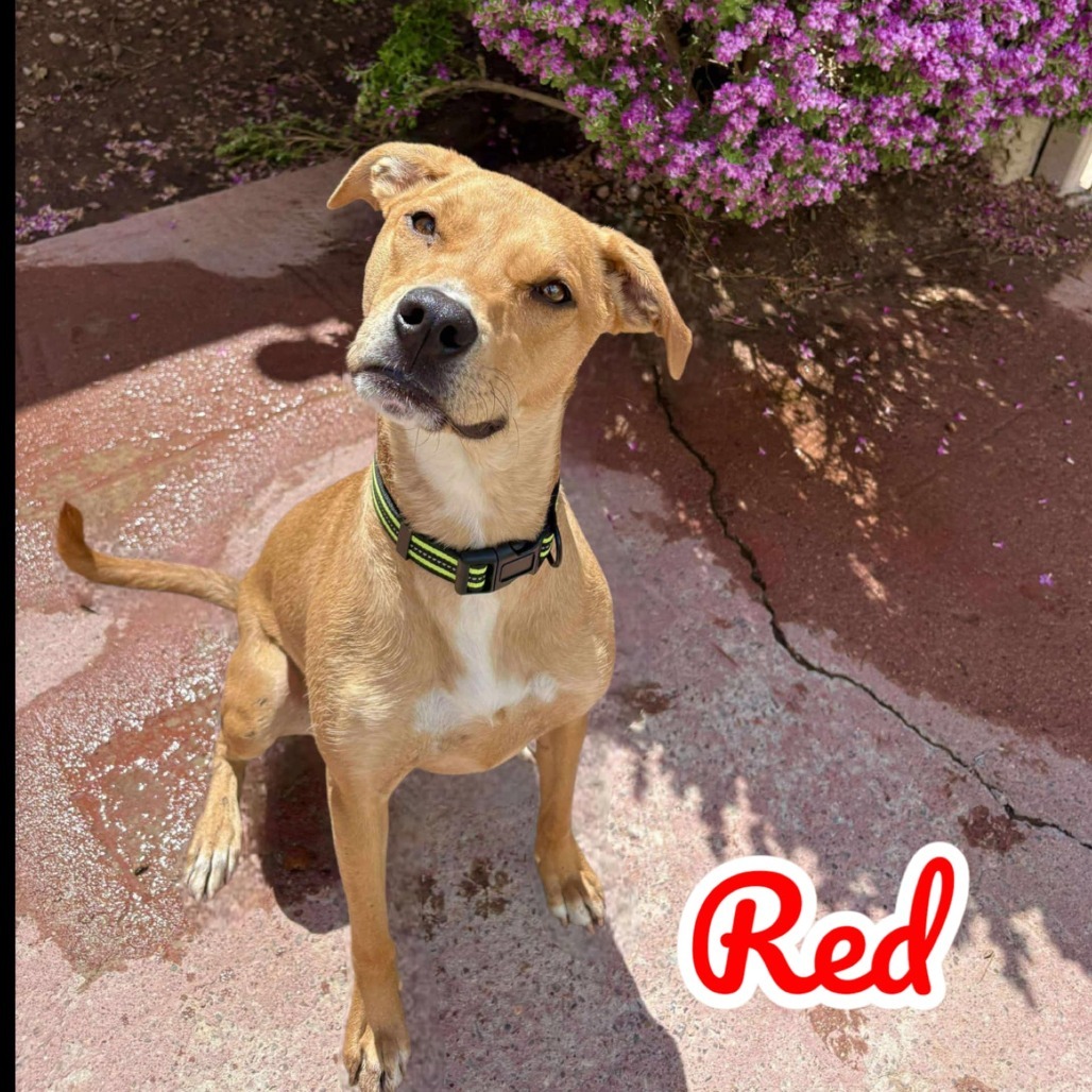 Red - PAWS