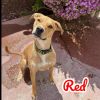 Red - PAWS photo 1