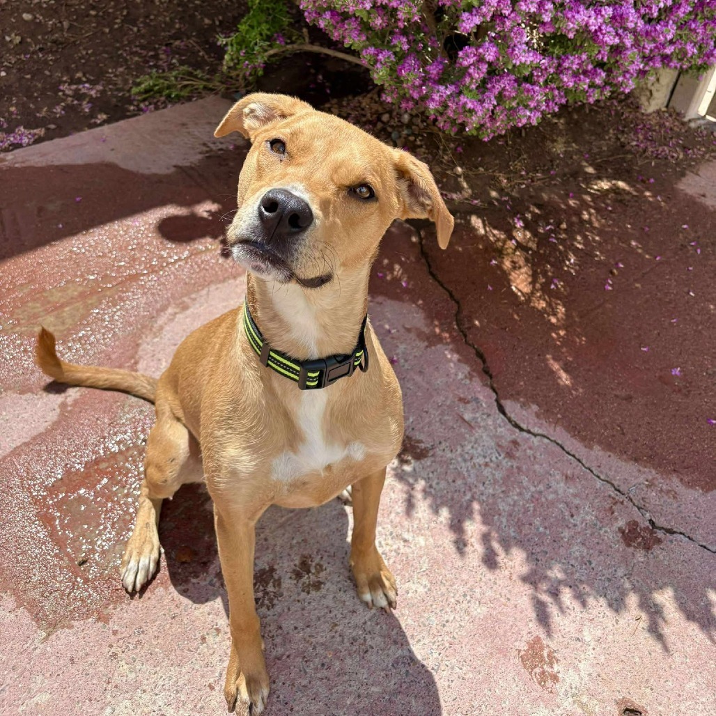 Red - PAWS, an adoptable Mixed Breed in Las Cruces, NM, 88001 | Photo Image 1