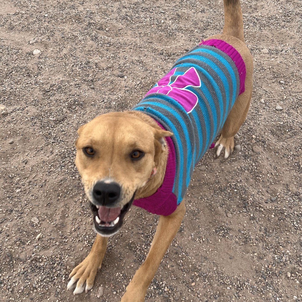 Red - PAWS, an adoptable Mixed Breed in Las Cruces, NM, 88001 | Photo Image 2