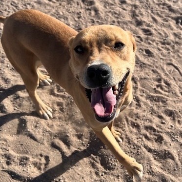 Red - PAWS, an adoptable Mixed Breed in Las Cruces, NM, 88001 | Photo Image 3