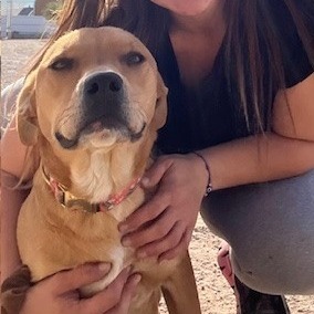 Red - PAWS, an adoptable Mixed Breed in Las Cruces, NM, 88001 | Photo Image 4