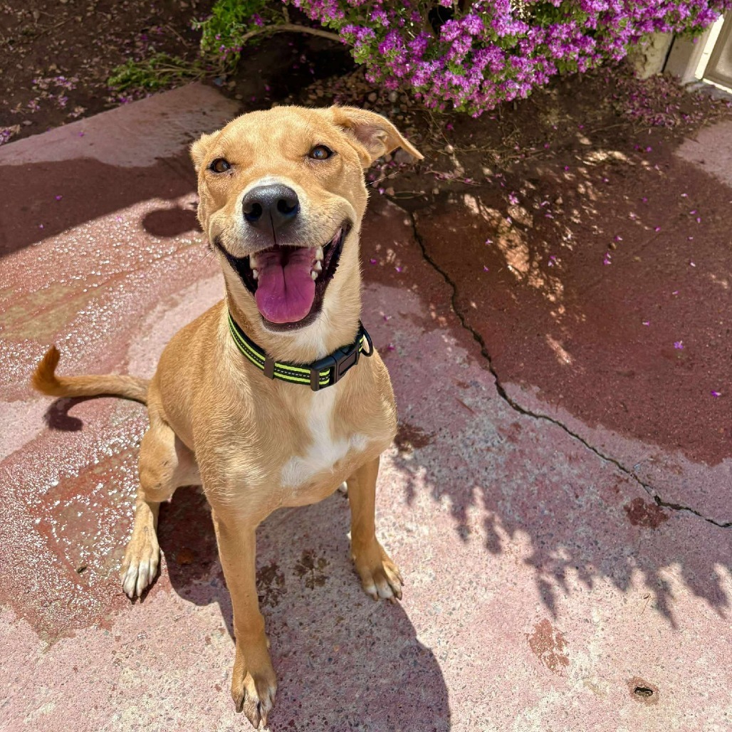 Red - PAWS, an adoptable Mixed Breed in Las Cruces, NM, 88001 | Photo Image 5