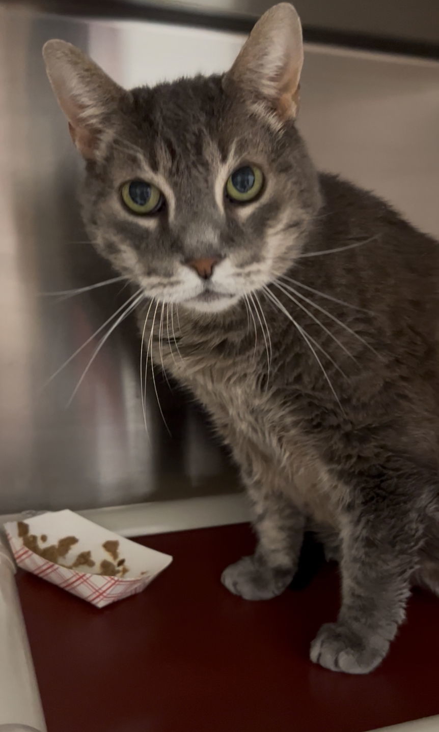 Petey the Senior *FEE WAIVED*