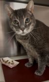 Petey the Senior *FEE WAIVED* photo 1