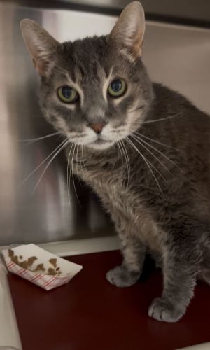 Petey the Senior *FEE WAIVED*, Senior Male Domestic Short Hair