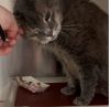 Petey the Senior *FEE WAIVED* photo 2