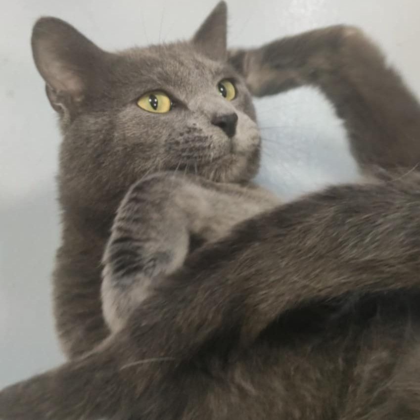 Jerry, an adoptable Domestic Short Hair in Bismarck, ND, 58507 | Photo Image 1