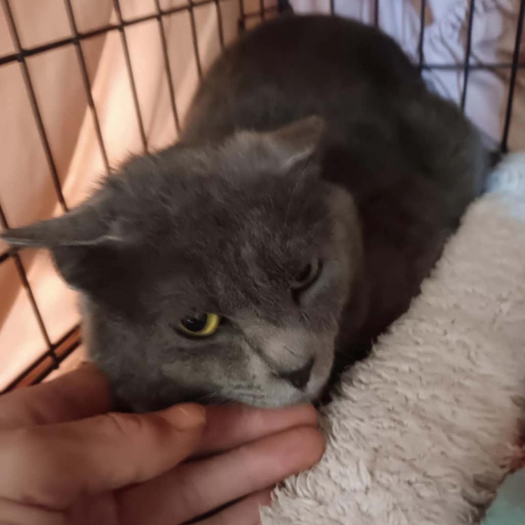 Jerry, an adoptable Domestic Short Hair in Bismarck, ND, 58507 | Photo Image 2