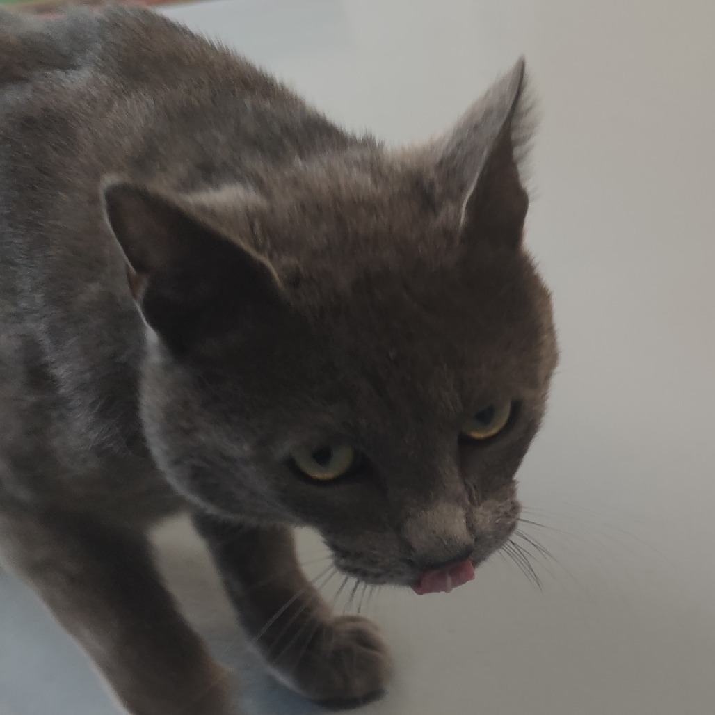 Jerry, an adoptable Domestic Short Hair in Bismarck, ND, 58507 | Photo Image 3