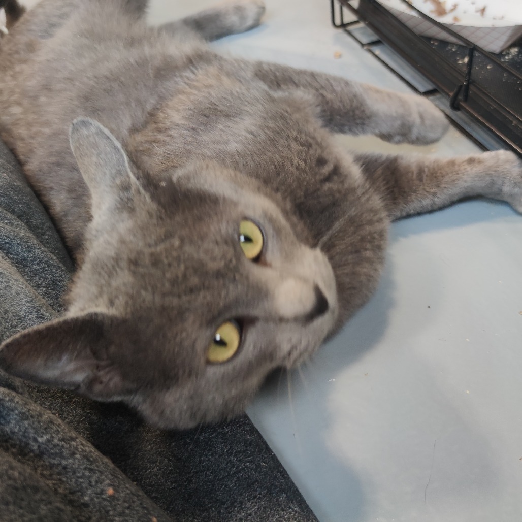 Jerry, an adoptable Domestic Short Hair in Bismarck, ND, 58507 | Photo Image 4