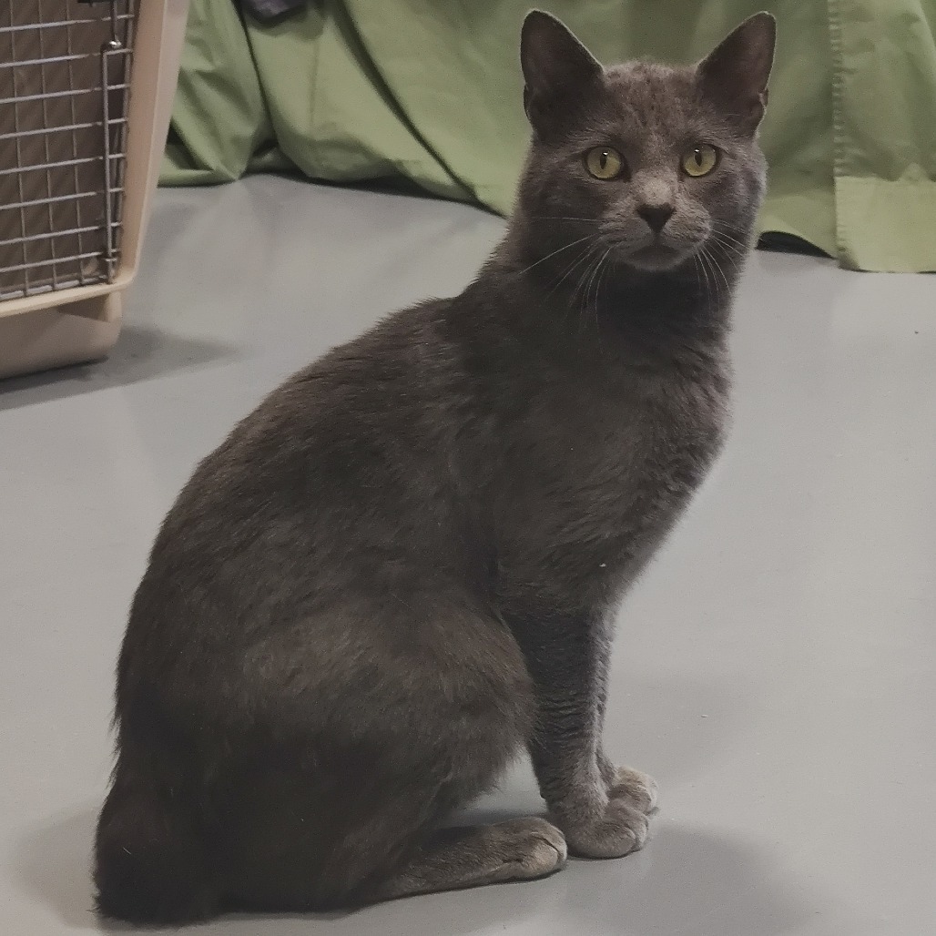 Jerry, an adoptable Domestic Short Hair in Bismarck, ND, 58507 | Photo Image 5