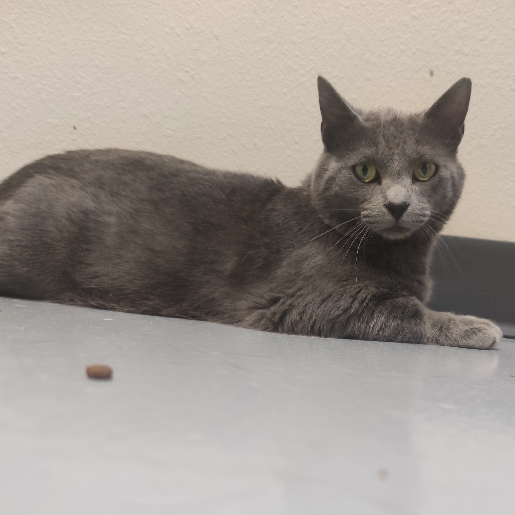 Jerry, an adoptable Domestic Short Hair in Bismarck, ND, 58507 | Photo Image 6