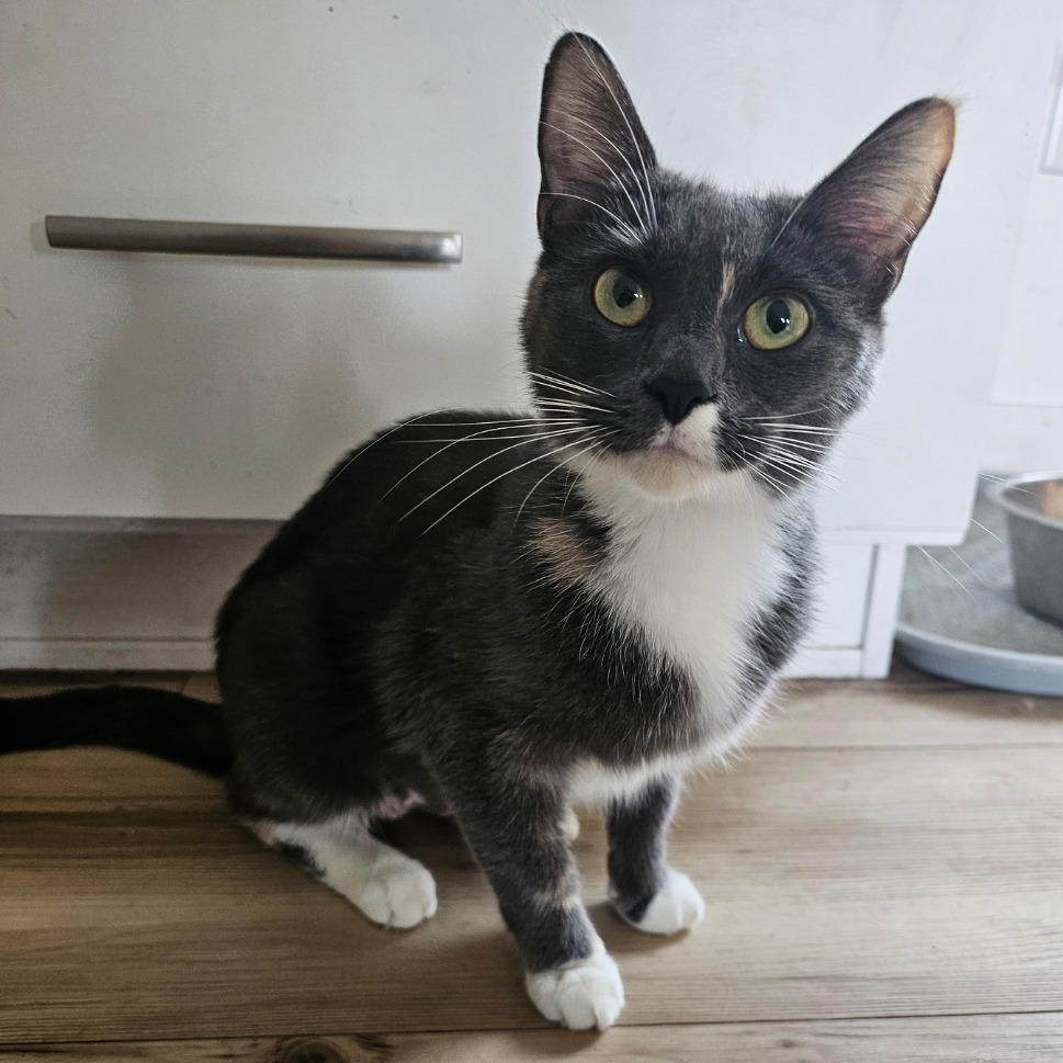 Laverne (Menoken), an adoptable Domestic Short Hair in Bismarck, ND, 58507 | Photo Image 1