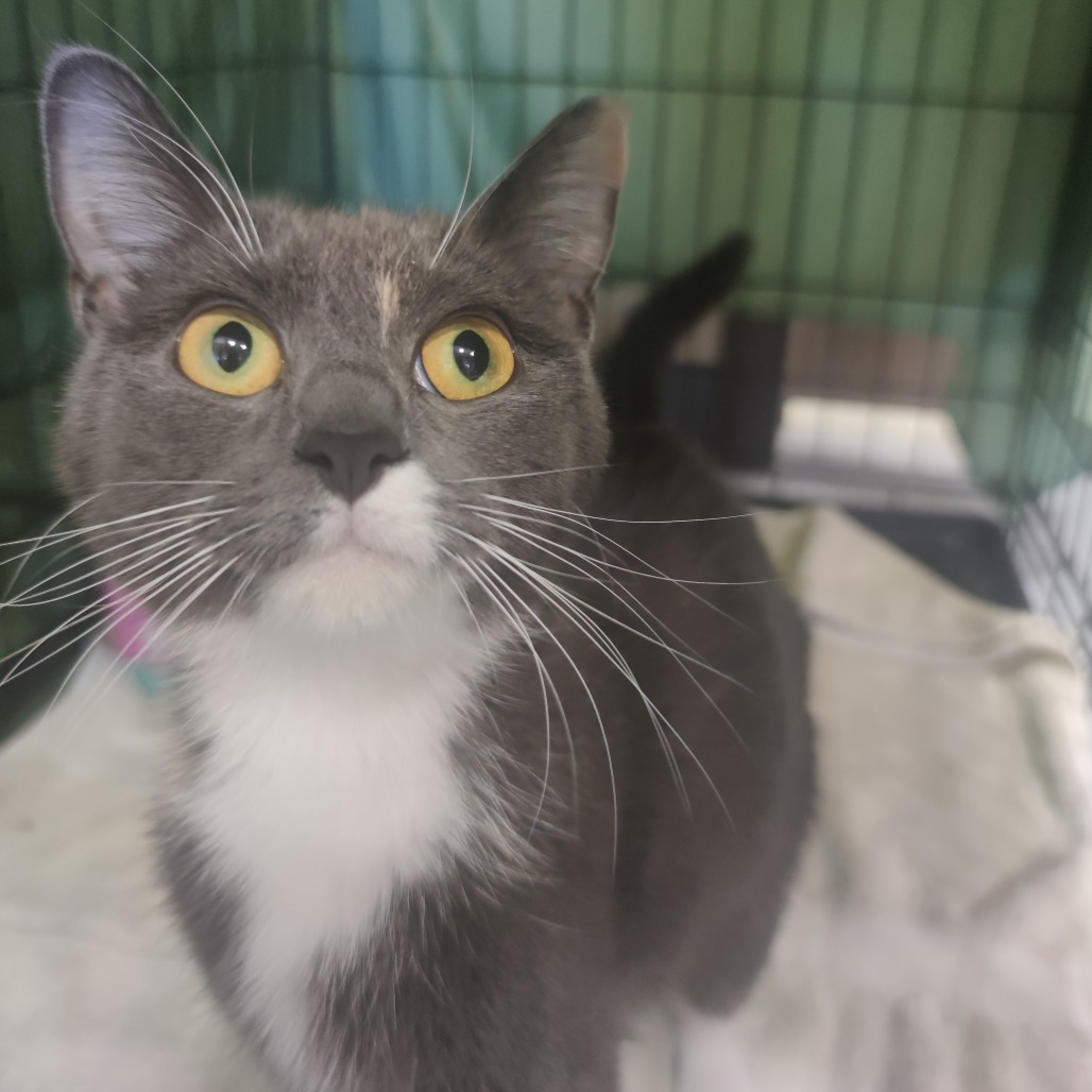 Laverne, an adoptable Domestic Short Hair in Bismarck, ND, 58507 | Photo Image 2