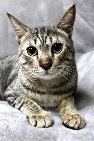 Angelo Q is a super sweet kitty with lots of personality If you are looking for a great companion 