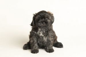 All of our dogs are spayedneutered shots current DHPP Bordetella and Rabies where applicable d