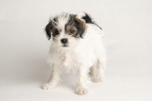 All of our dogs are spayedneutered shots current DHPP Bordetella and Rabies where applicable d