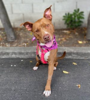 All of our dogs are spayedneutered shots current DHPP Bordetella and Rabies where applicable d