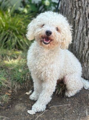 All of our dogs are spayedneutered shots current DHPP Bordetella and Rabies where applicable d