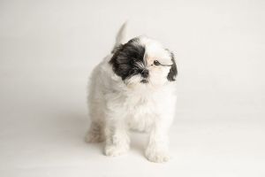 All of our dogs are spayedneutered shots current DHPP Bordetella and Rabies where applicable d