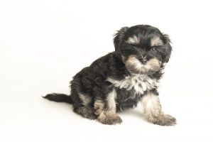 All of our dogs are spayedneutered shots current DHPP Bordetella and Rabies where applicable d