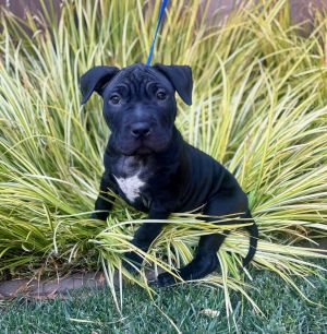 All of our dogs are spayedneutered shots current DHPP Bordetella and Rabies where applicable d