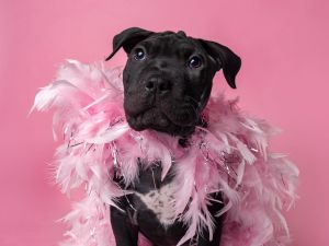All of our dogs are spayedneutered shots current DHPP Bordetella and Rabies where applicable d