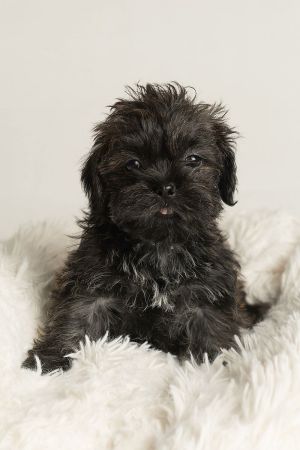 All of our dogs are spayedneutered shots current DHPP Bordetella and Rabies where applicable d