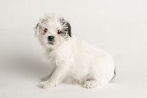 All of our dogs are spayedneutered shots current DHPP Bordetella and Rabies where applicable d