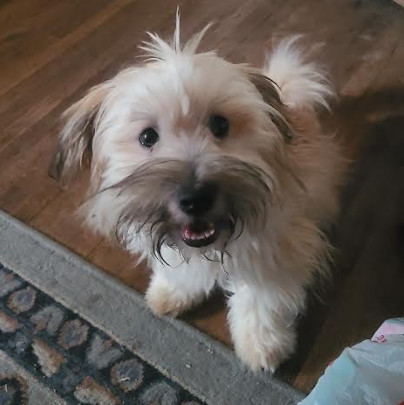 Pudgie photo 1