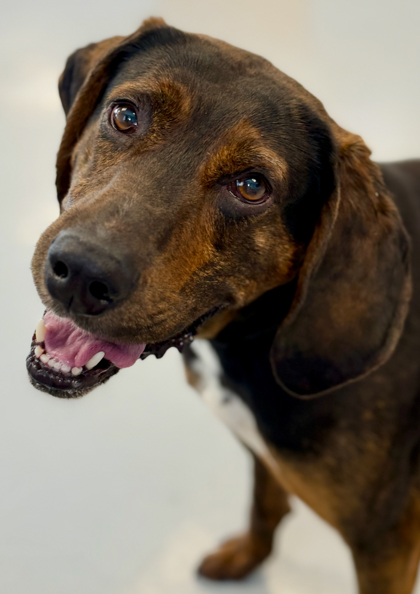 Ozzy, an adoptable Coonhound, Mixed Breed in Gwinn, MI, 49841 | Photo Image 1
